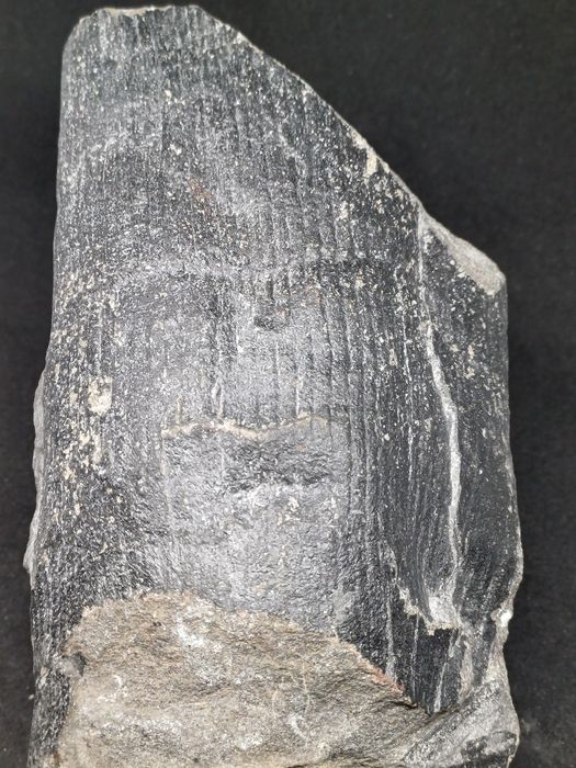 Piekny Calamites. Kop Sosnowiec