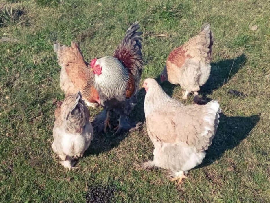 Продаю інкубаційне яйце, Брама фарфорова, лососева, колумбія.