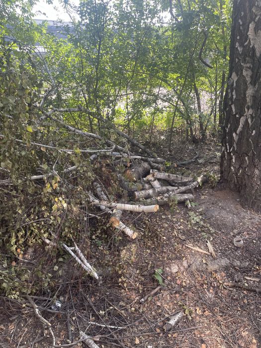 Отдам дрова клена бесплатно