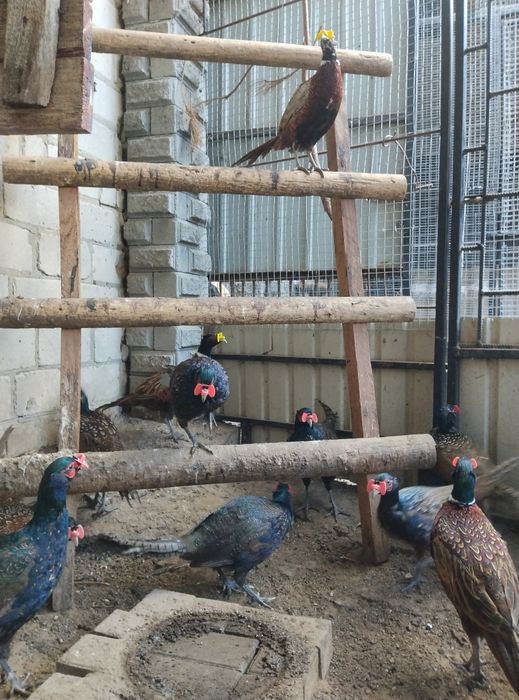 Румунський фазан фазанята