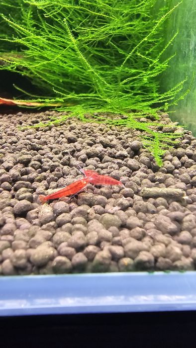 10 + 1 Red Devil Orange Eyes Caridina Krewetki