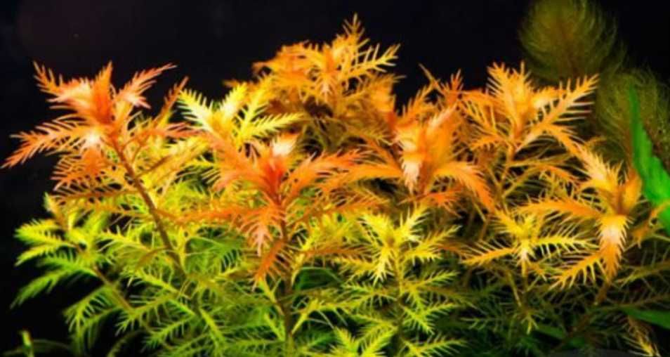 Потрясающие растения для любого аквариума Ротала индика Rotala indica неприхотливые растения водоросли