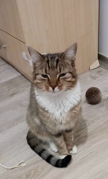 Duży kot Simba szuka domu