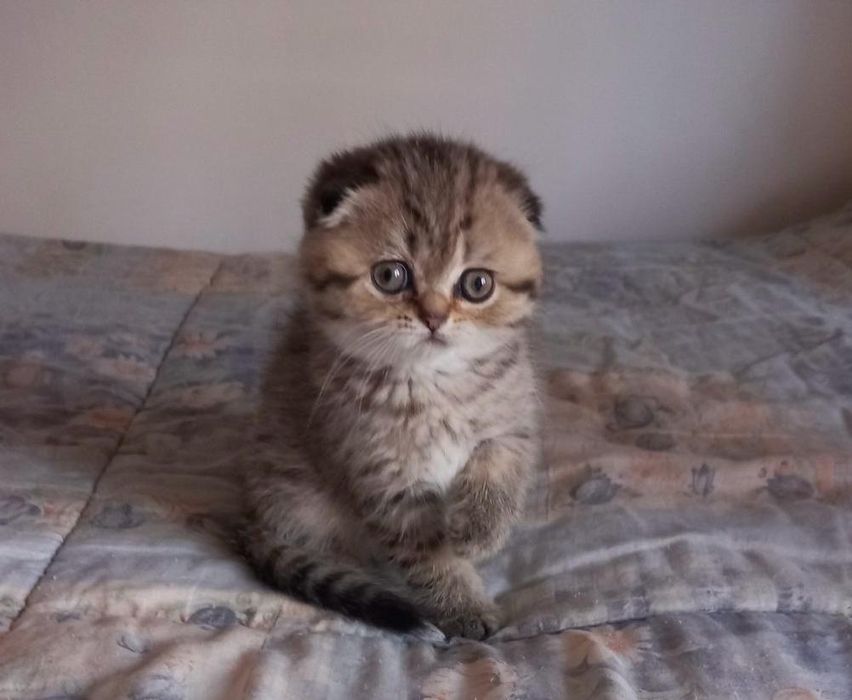 Scottish Fold Tabby Gold