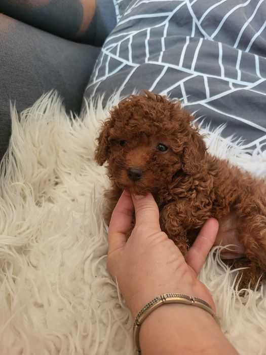 Pudel mały   chlopczyk toy/miniatura