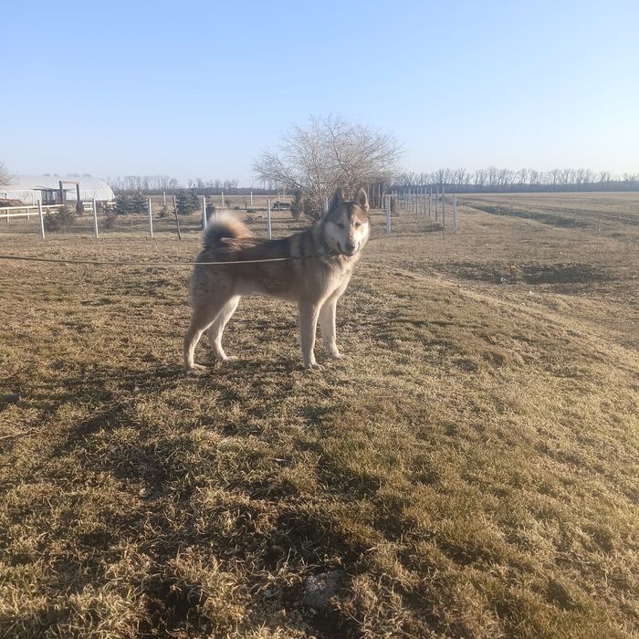 Робоча собака по всьому