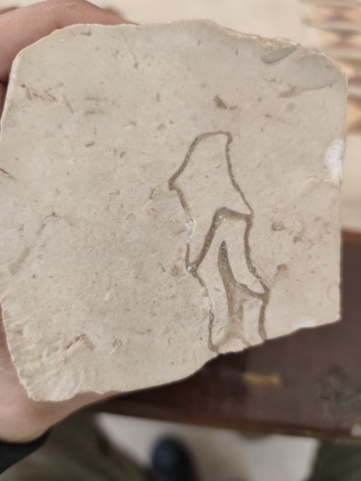 Fóssil em calcário e  quartzo