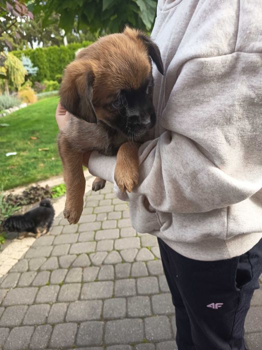 Oddam pieski za darmo. Pieski mają 2 miesiące . Rasa kundel..Pieski będą małego wzrostu,są odrobaczone .