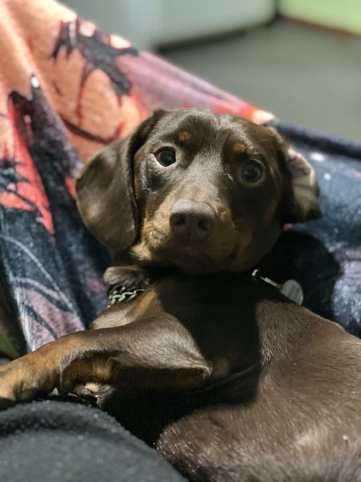 Шоколадний красунчик такса шукає подружку