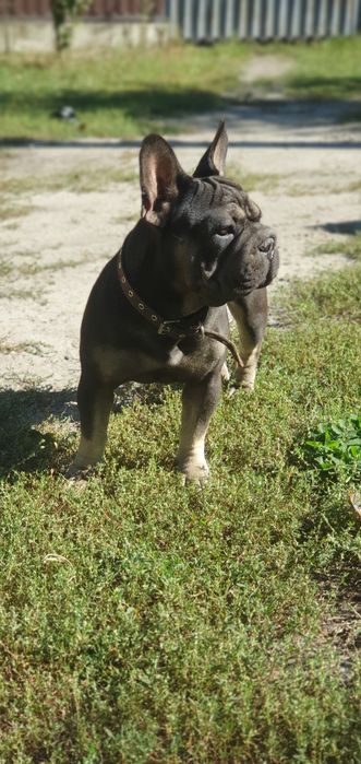 Продам щенков французского бульдога