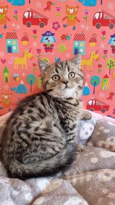Британські котики
