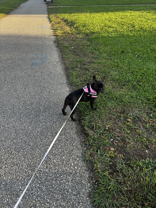 Menina bulldog frances