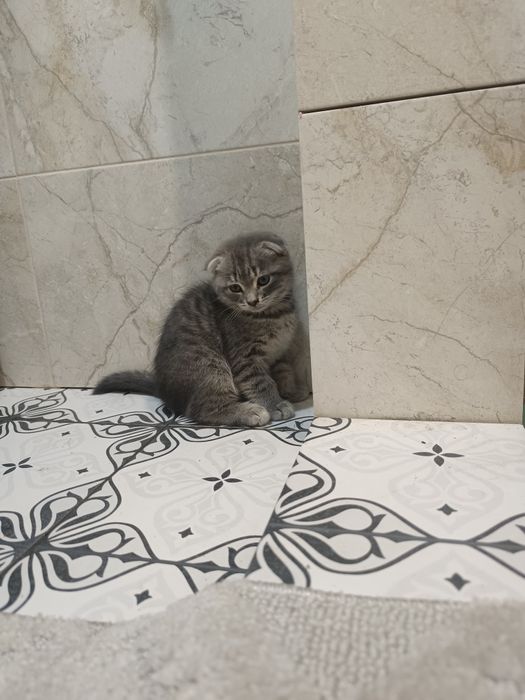 Котята веслоухие
