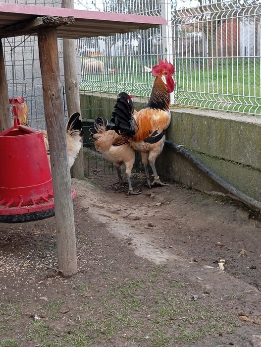 Raças galinhas Surenha morucha entre outras raças