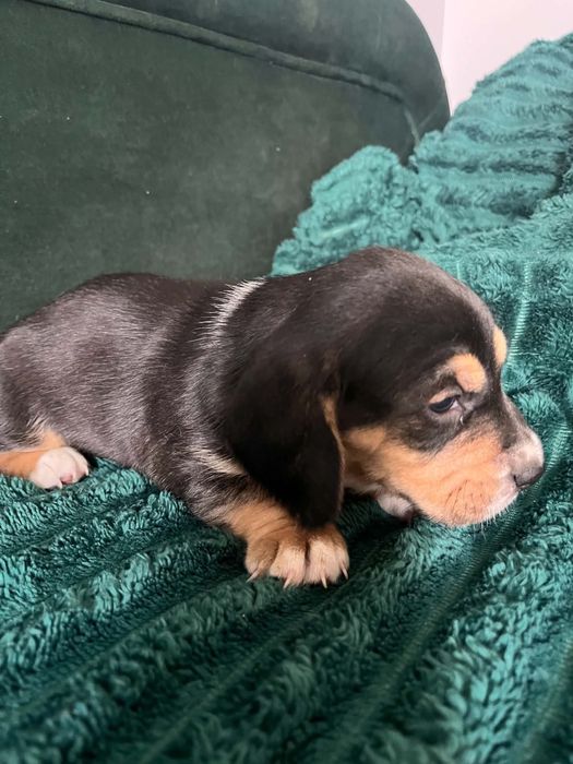 Oddam pieski - mama beagle