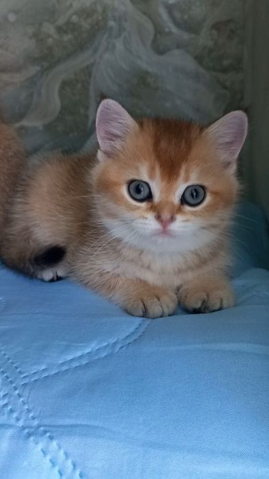 золота шиншила котики