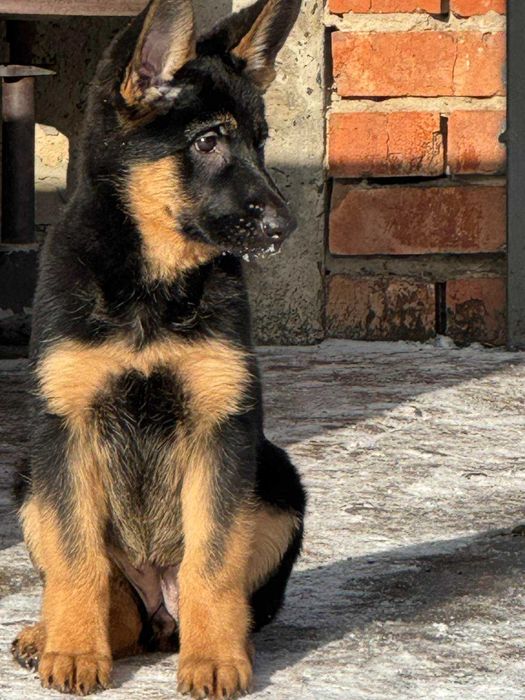 Щенки Чистокровной Немецкой Овчарки Харьков Доставка