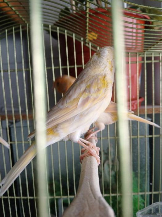 Canarios lindos 2024