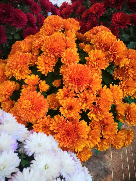 Мультифлора хризантема, маточники