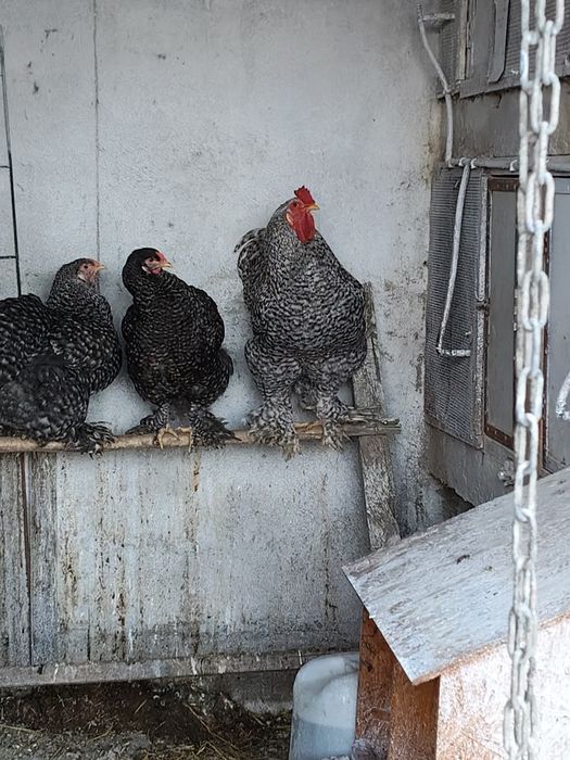 Galo brahama barrado