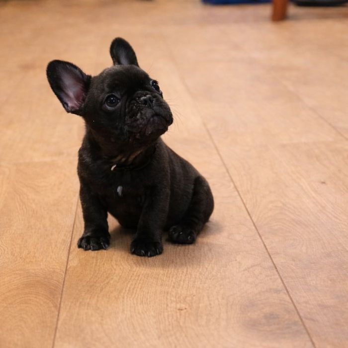 Buldog francuski chłopiec Dyzio pręgowany czarny