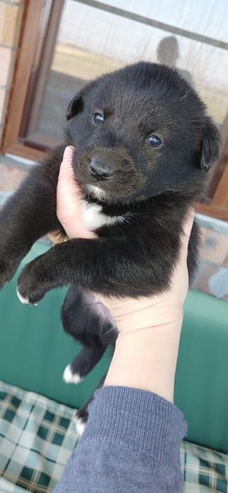 Віддам цуценята песики собачки