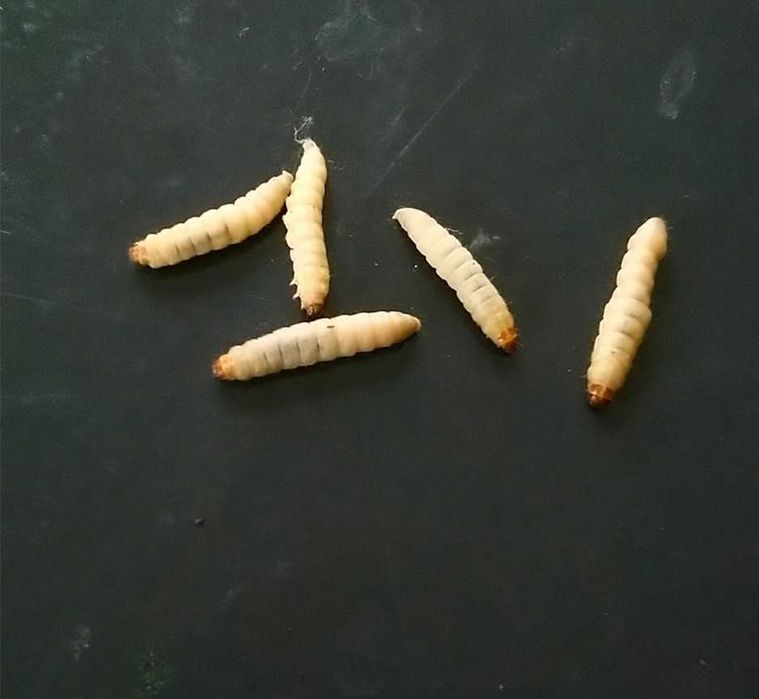 Mole woskowe, barciak większy, 60 sztuk, wysyłka gratis