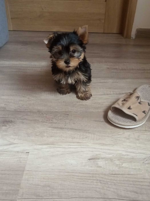 Yorkshire Terrier Zapraszam !