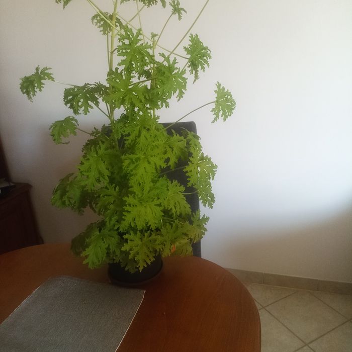 Geranium,anginka.