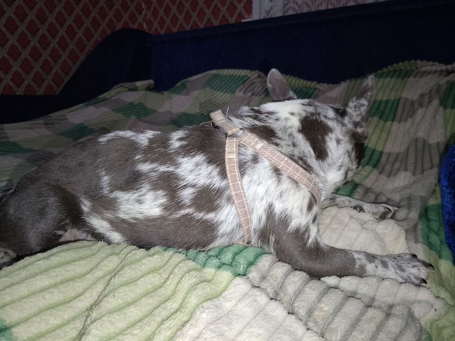 Французький бульдог дівчинка