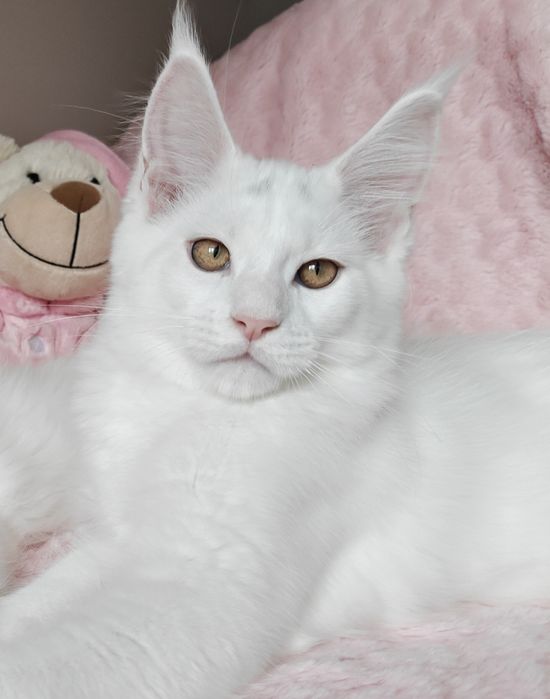 WITO biały kocurek Maine Coon