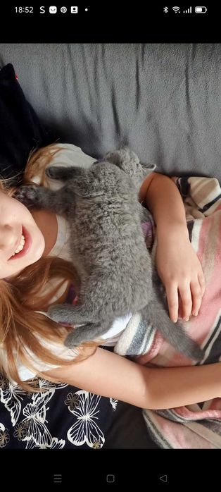 Kotek brytyjski krótkowłosy niebieski