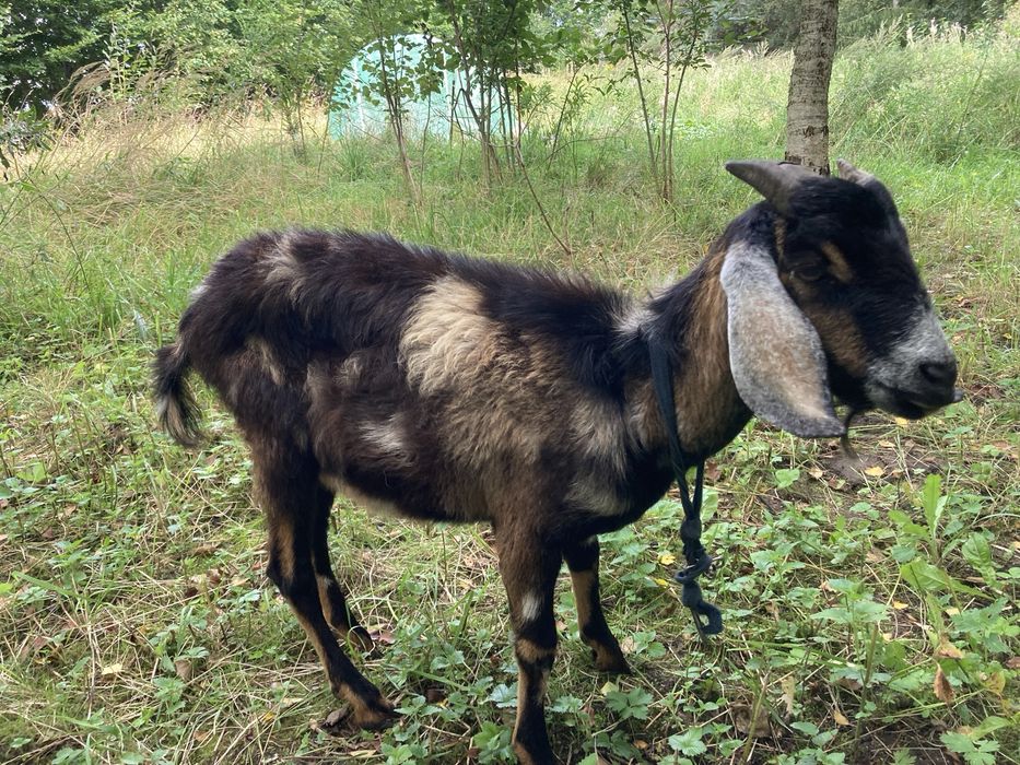 Koziołek Anglinubijski