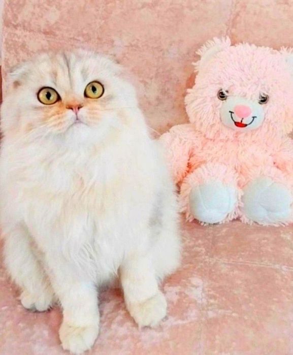 Неймовірно лагідний хлопчик Срібний красунчик шиншила