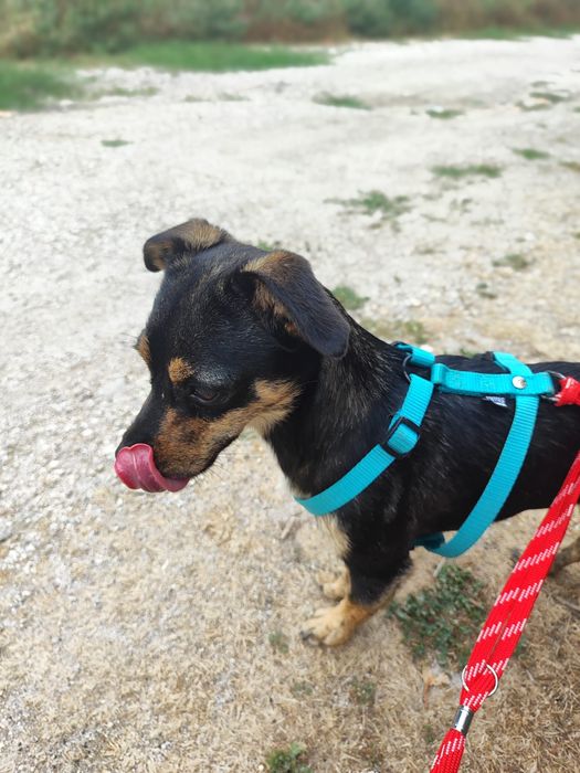 Hazel - 1 ano, 3kg