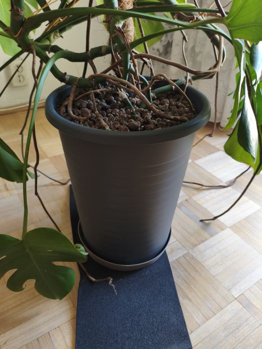 Monstera 155 cm wysokość. Palik 180