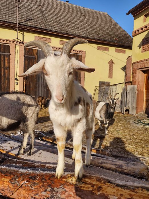 Koziołki z maja 2025