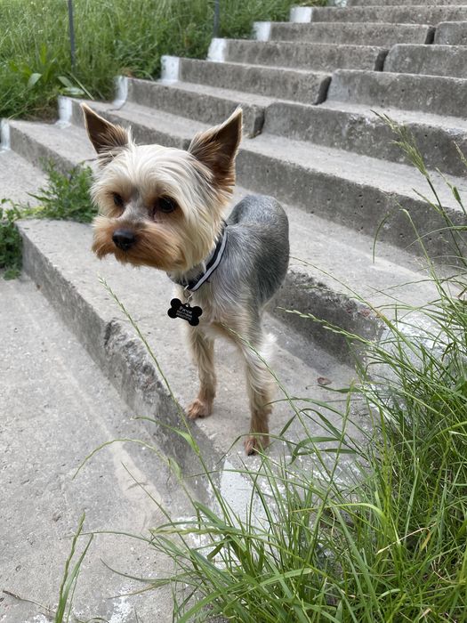 Вязка йорк, йорк ищет невесту