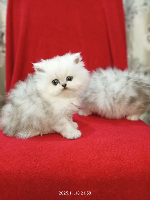 Британские котята