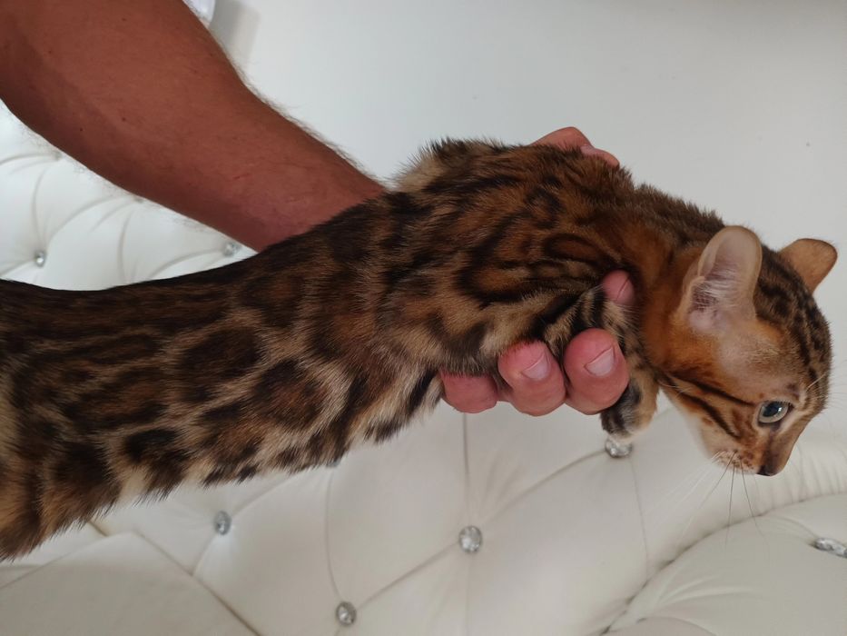 Kocurek Bengalski