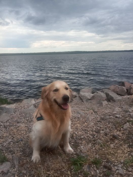 Золотистый ретривер кобель. Вязка 100гр