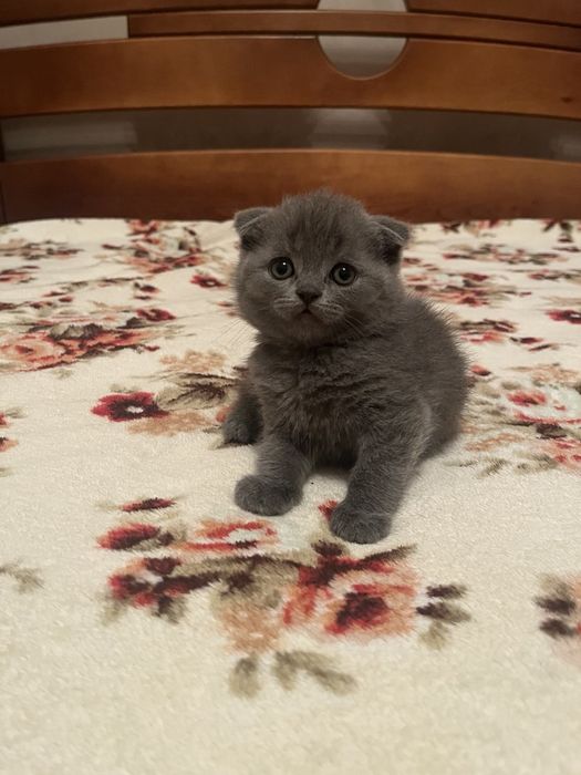 Продам Британських чистокровних  кошенят !