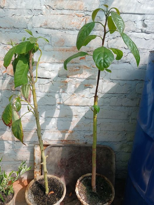 Сеянец авокадо для прививки