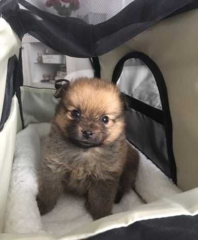 Piekny Szpic Miniaturowy Szpice. Pomeranian piesek boo