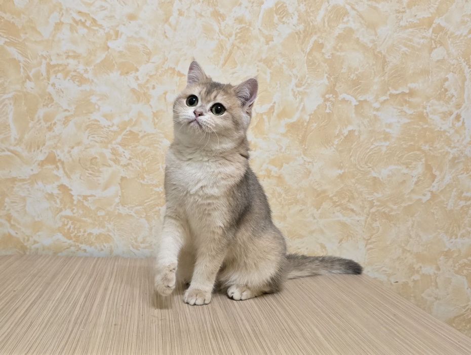 Кому шотландскую снегурочку?