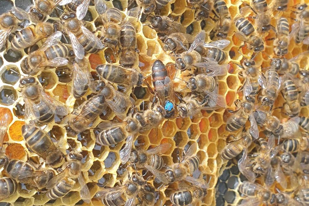 Enxames com rainha fértil e marcada