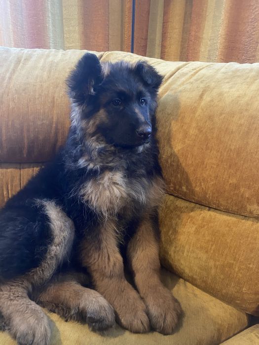 Owczarek Niemiecki długowłosy