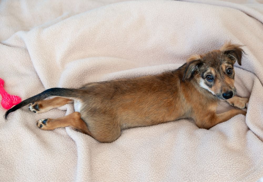 Цуценя 4 місяці дівчинка. Вакцинована. Безкоштовна доставка по ІФ.