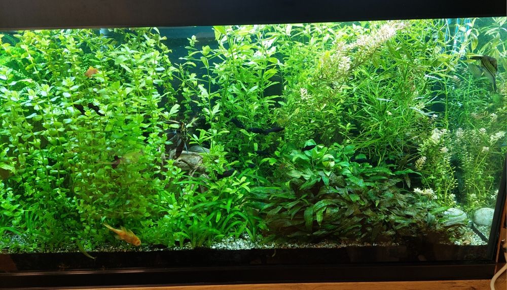 Rośliny akwariowe na rybki zamienię