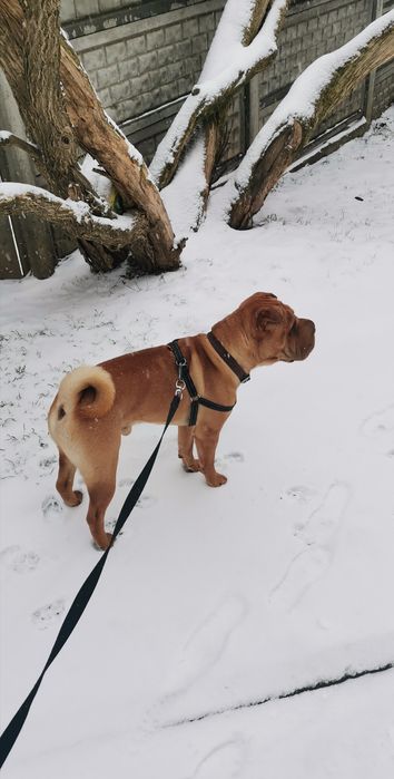 В'язка Шар-пей, вязка Шарпей, шукаємо подругу, случка
